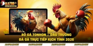 Bồ Gà Tonhon – Đấu Trường Đá Gà Trực Tiếp Kịch Tính 2026