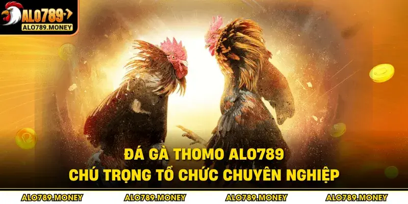 Đá gà Thomo ALO789 chú trọng tổ chức chuyên nghiệp