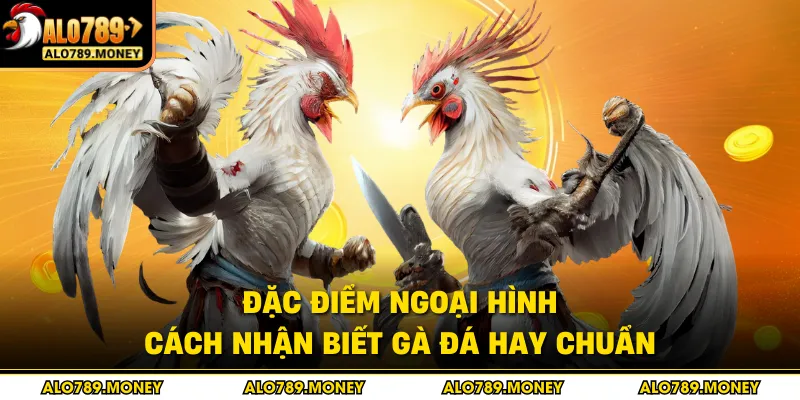 Đặc điểm ngoại hình cách nhận biết gà đá hay chuẩn Đặc điểm ngoại hình cách nhận biết gà đá hay chuẩn