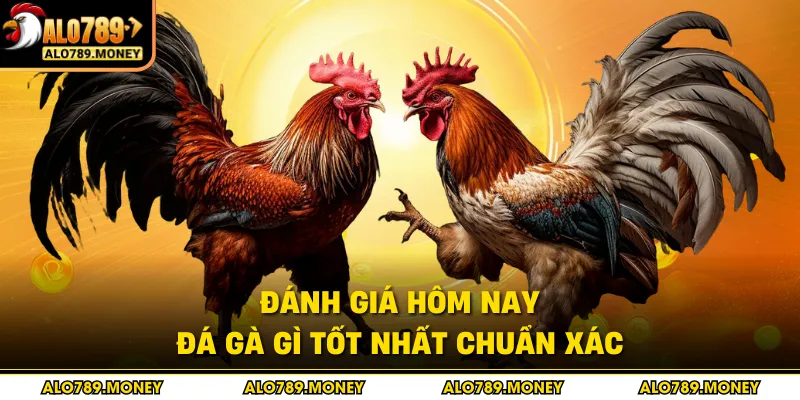 Đánh giá hôm nay đá gà gì tốt nhất chuẩn xác