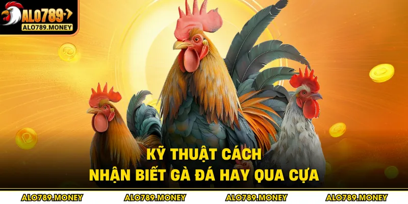 Kỹ thuật cách nhận biết gà đá hay qua cựa Kỹ thuật cách nhận biết gà đá hay qua cựa