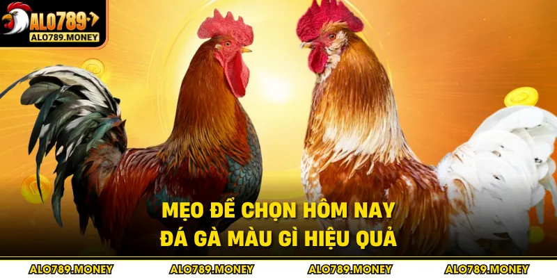 Mẹo để chọn hôm nay đá gà màu gì hiệu quả Mẹo để chọn hôm nay đá gà màu gì hiệu quả