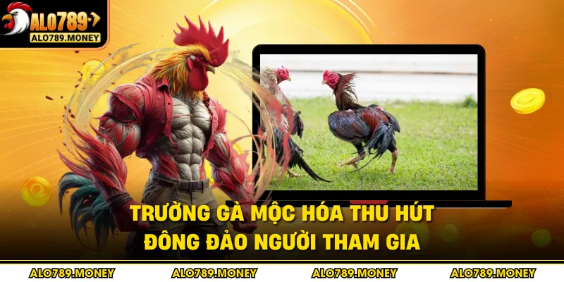 Trường gà Mộc Hóa thu hút đông đảo người tham gia Trường gà Mộc Hóa thu hút đông đảo người tham gia